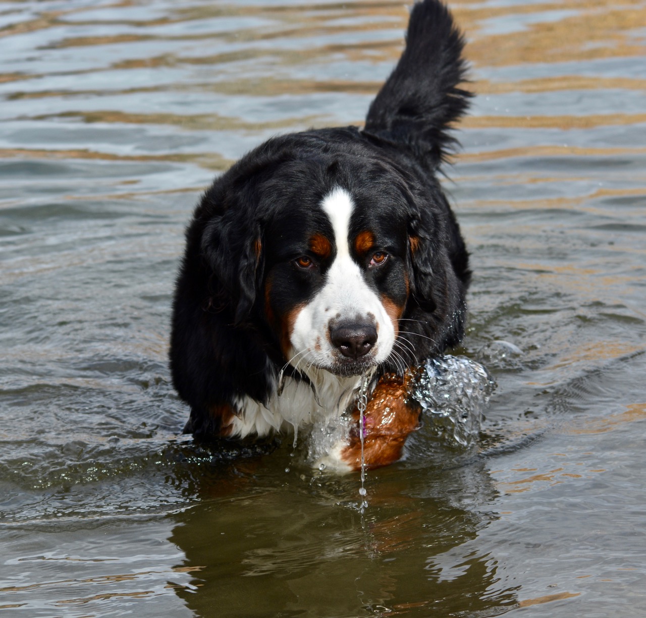 Sparkle in water.jpg