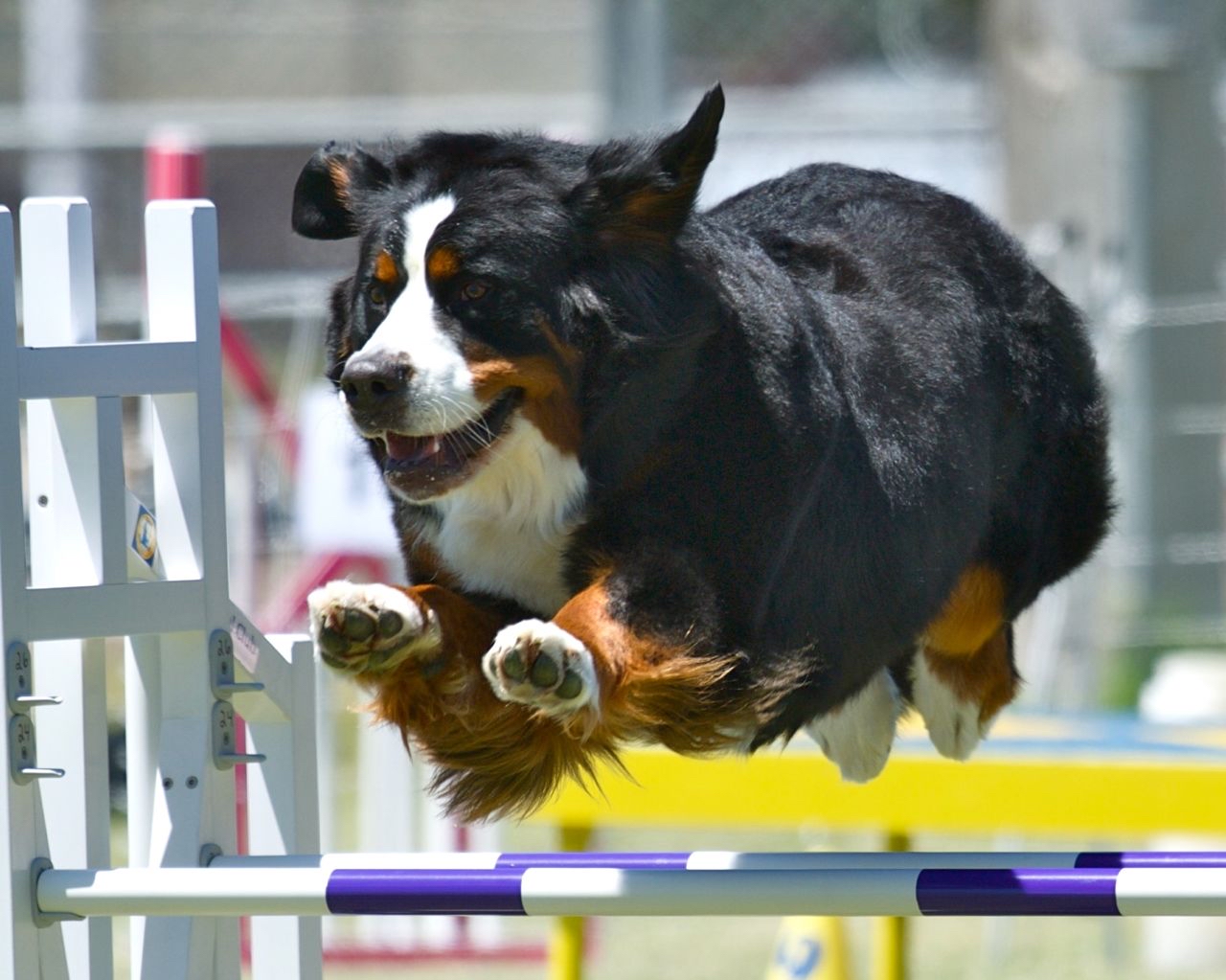 Sparkle doing agility.jpg