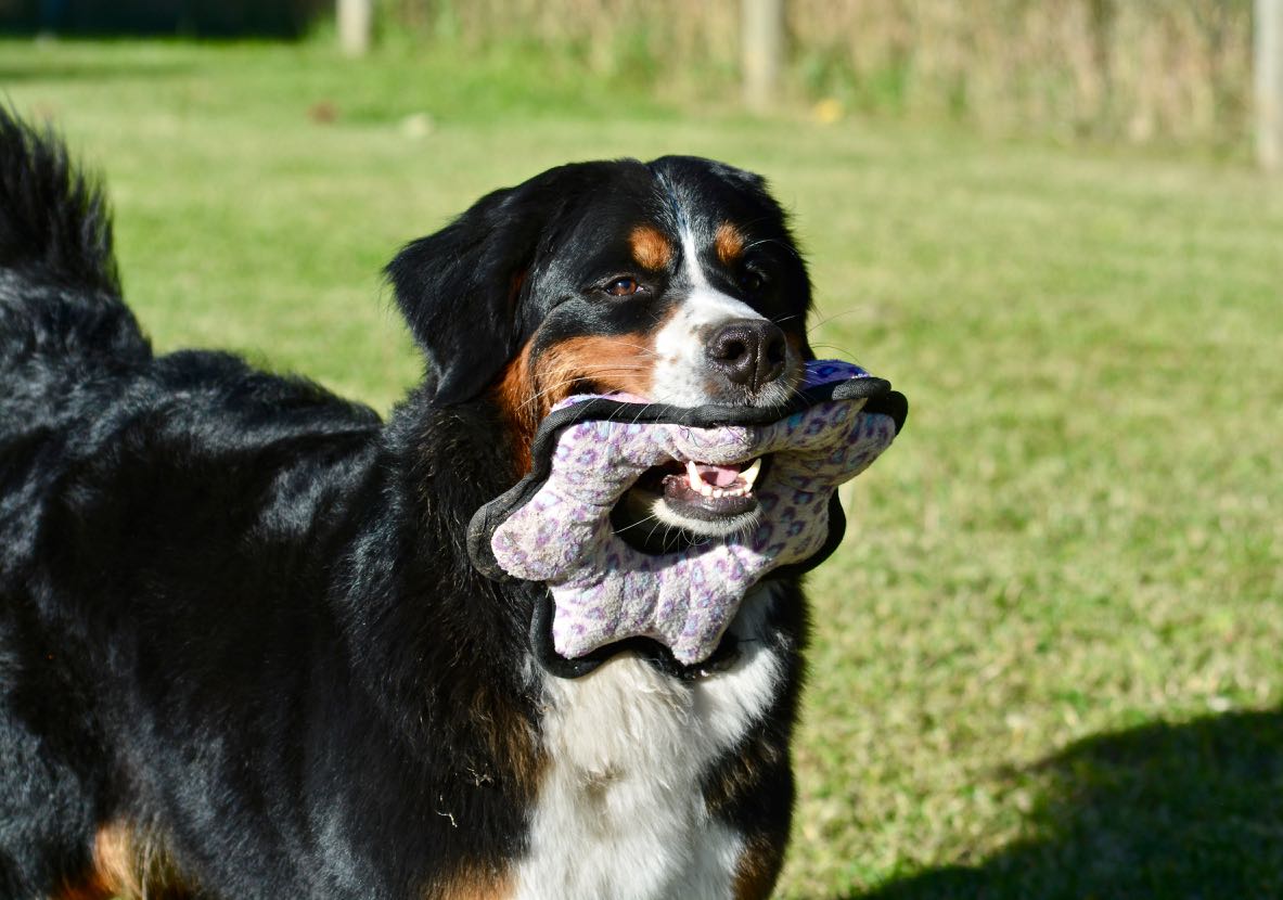 Daisy with toy Sept 2018.jpg
