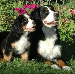 Sparkle at eights weeks with her mother, Zoey