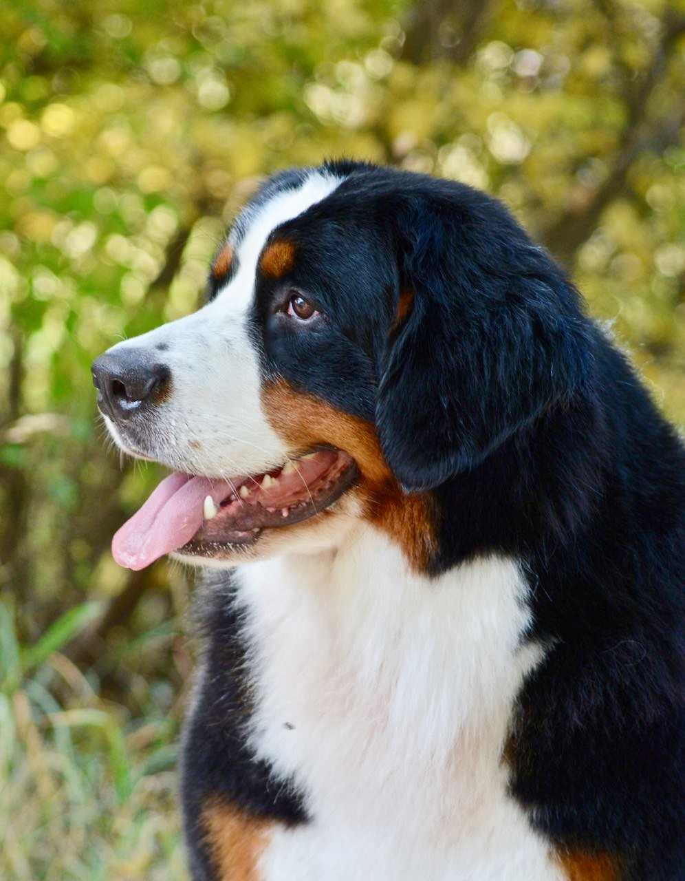 GCH Claire close.jpg
