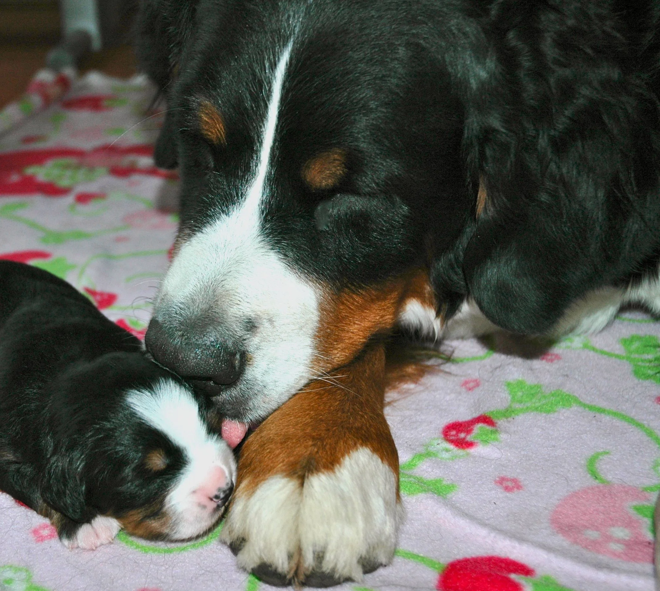 Harper at 12 days with her grandmother, Cadi