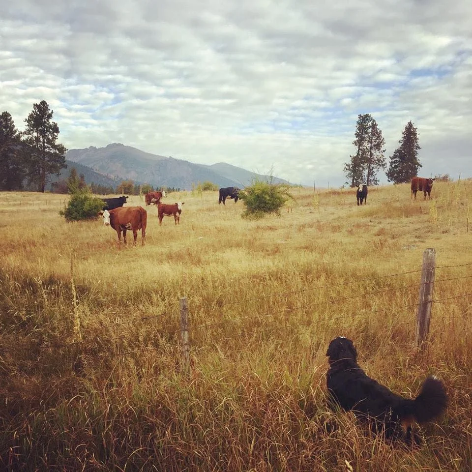 Normal life for our dogs; this is Claire on a walk through the neighborhood.