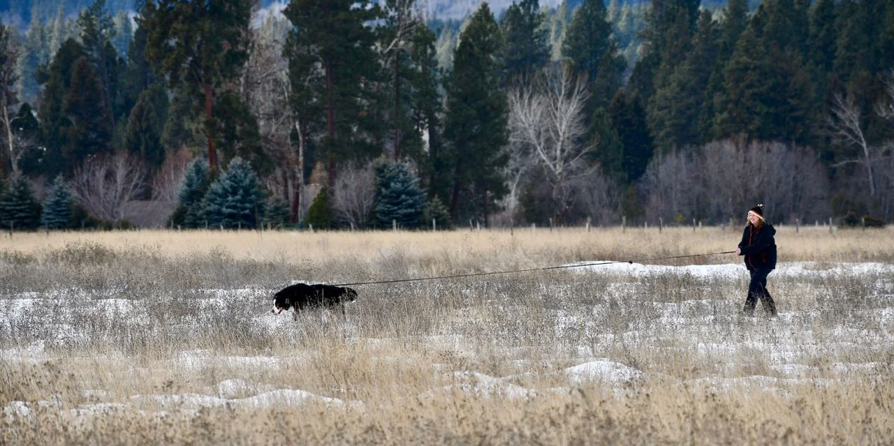 Go, Dog. Go!