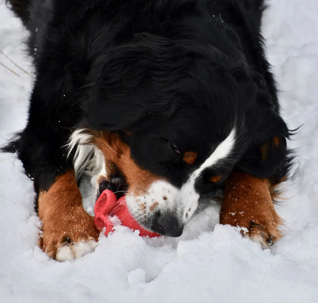 Ball Coma.