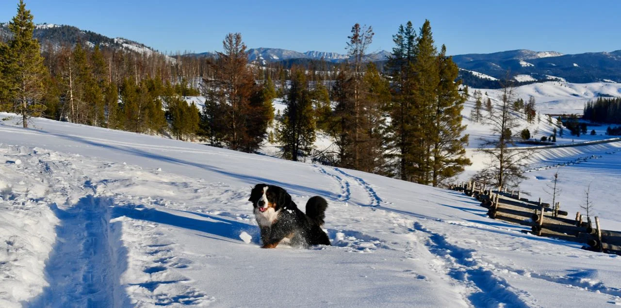 Dashing through the snow. PSA: Activity does not cause hip or elbow dysplasia or shoulder OCD. Those things are inherited — activities and the environment can make it worse but won’t cause it. #truth #dontbedelusional #behonest