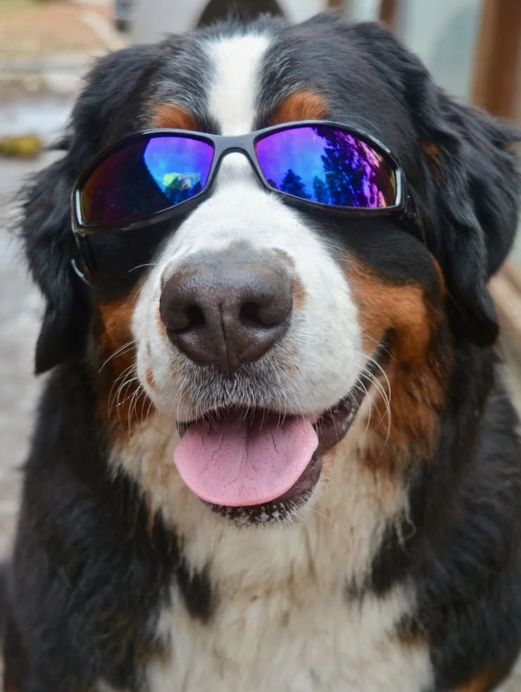 8 Sparkle in glasses.jpg