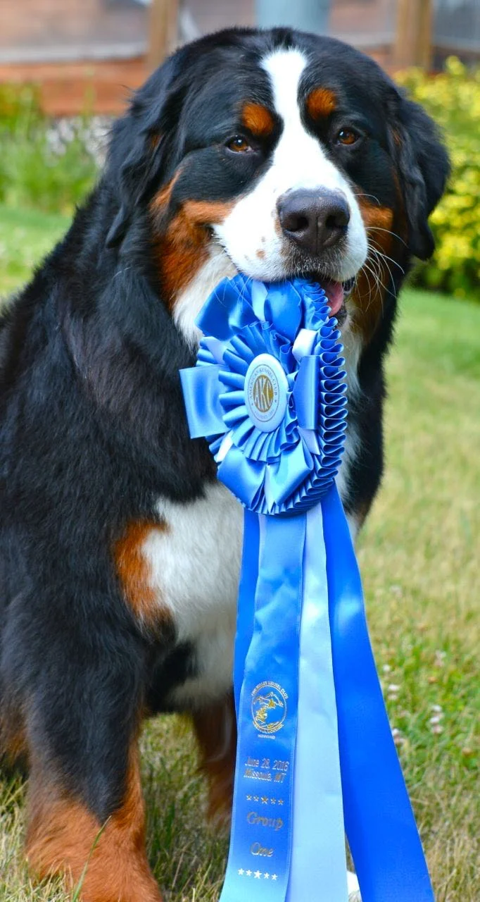 Bernese mountain dog done deal clearance