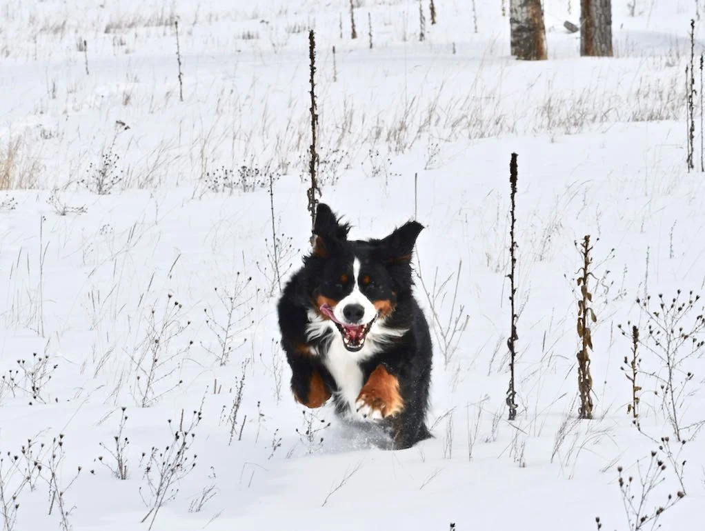 Harper joined us for the post-tracking fun.