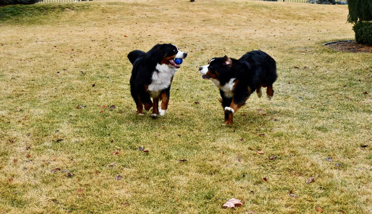 Through running dozens of test matings with dogs from all over the world, I have learned that Sparkle and Claire (both “B”) produce very differently even when test bred to the same dog. Those generous and community-minded owners who share their dogs in the HSIMS tool have my gratitude.