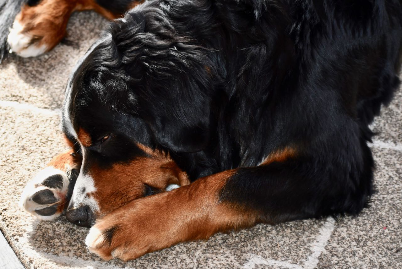 Daisy, also a B, produces results similar to Sparkle in test pairings.