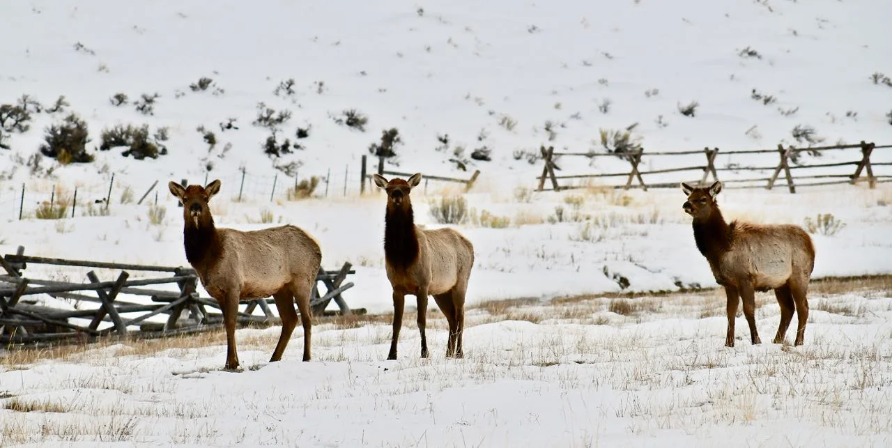The deep snow in the mountains drives the elk down to lower elevations in the winter.
