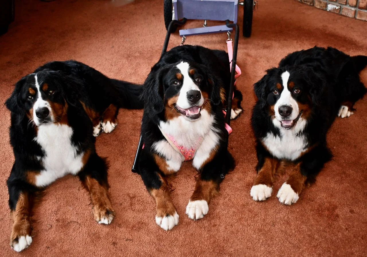 Daisy, Claire, and Sparkle practicing a group stay.