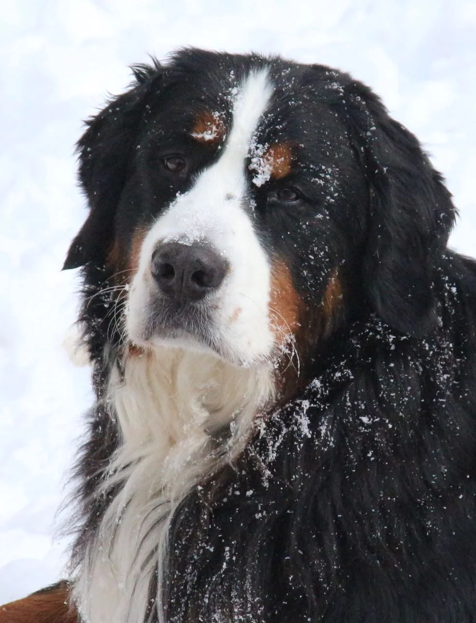 Tristan is doing fabulous in agility these days, picking up his sixth QQ yesterday.