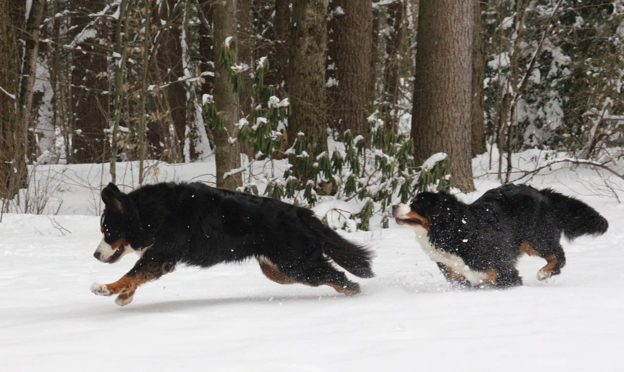 Dashing through the snow…