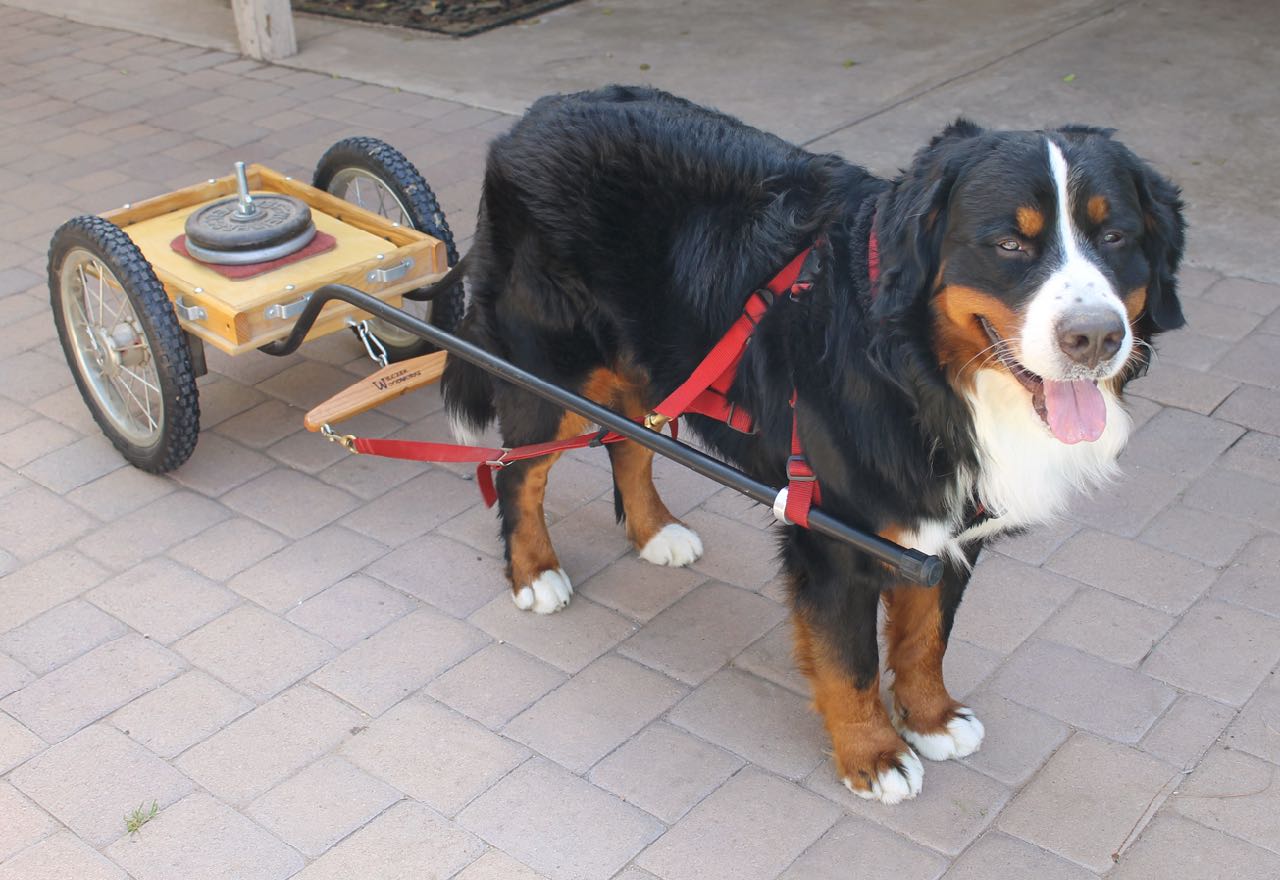 Lucas with cart March 2019.jpg