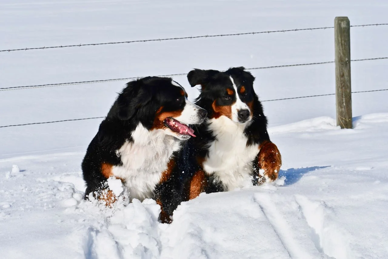Buddies — Claire and Daisy.
