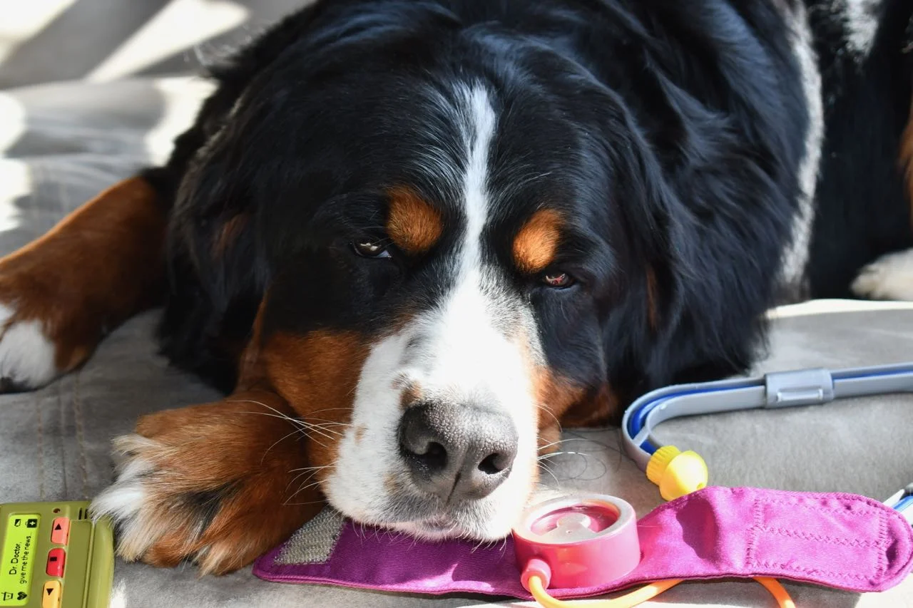 Daisy the patient.jpg