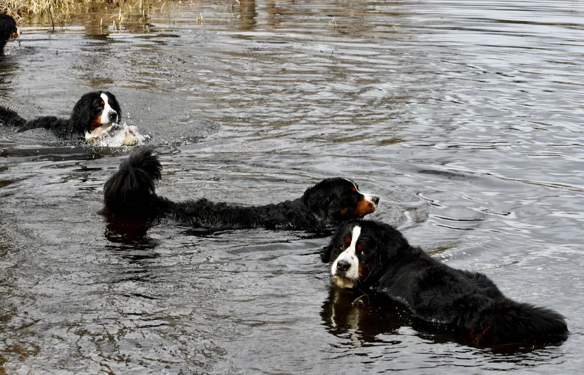 Pool Party April 2019.jpg