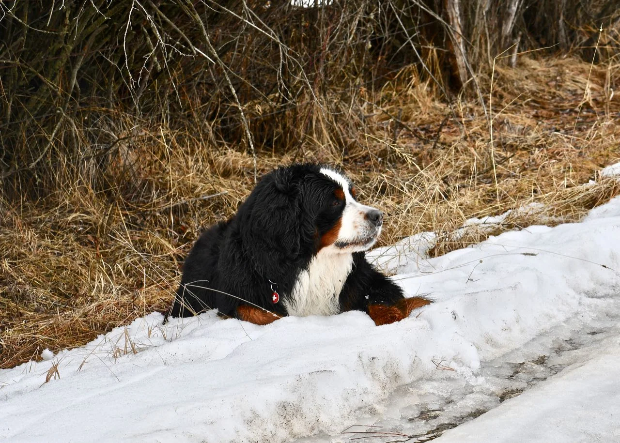 Sundance easily passed his certification track and we are waiting to hear if he gets a track at the Specialty. Everything crossed.