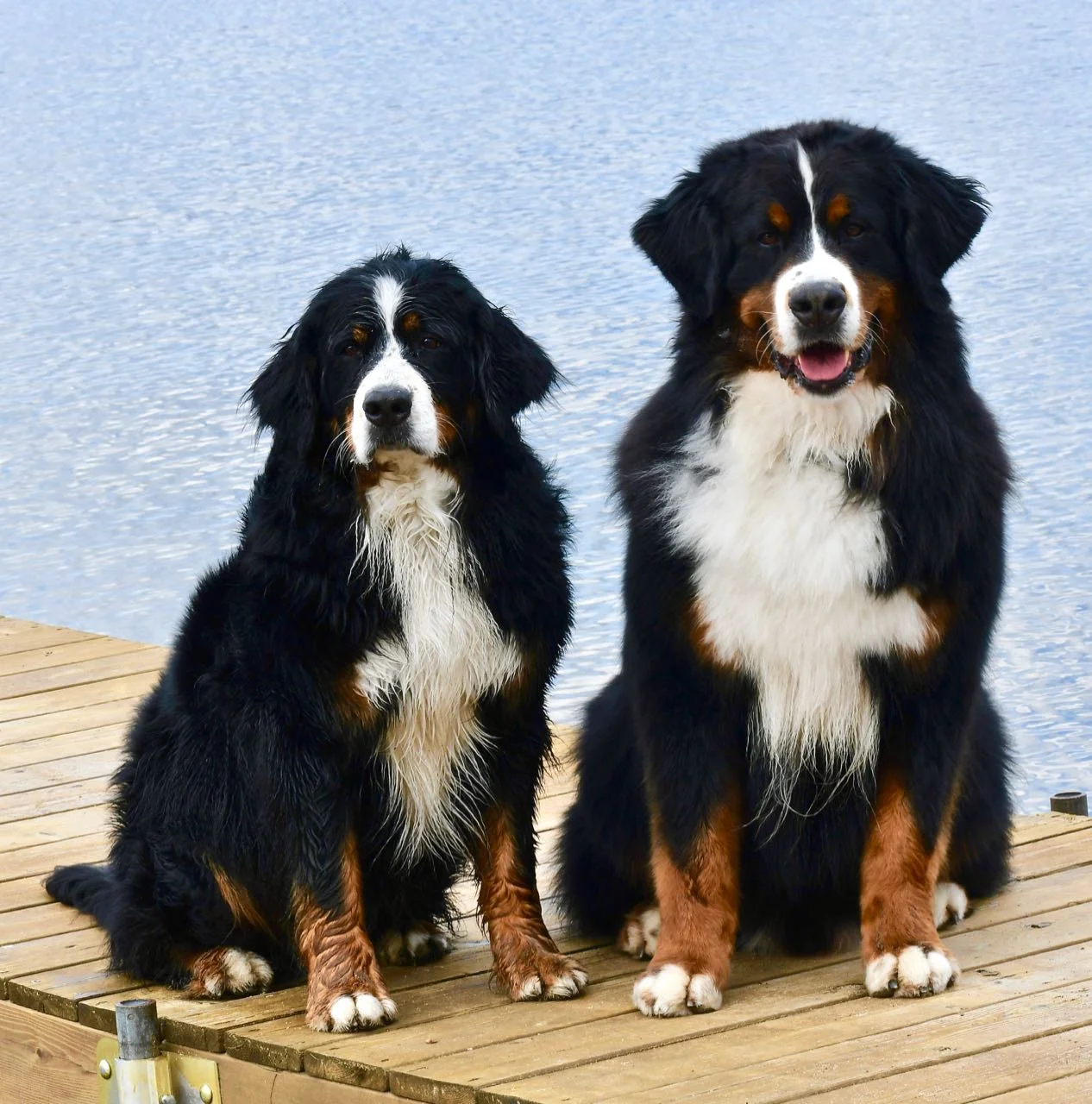 Holden Squeaker and Harper B — littermates. They are now 7.5+ years. Terri Z would so love this photo.