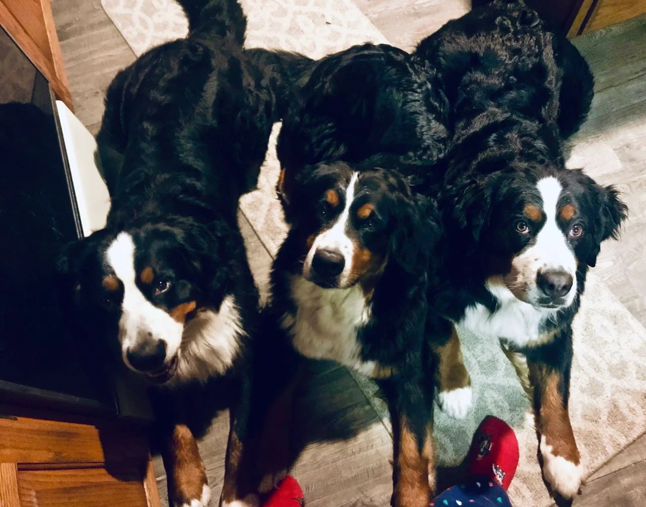 Three Dogs Down.jpg