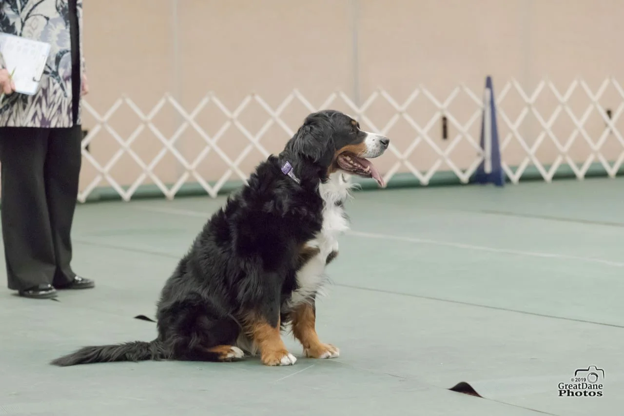 Harper on a wait.jpg