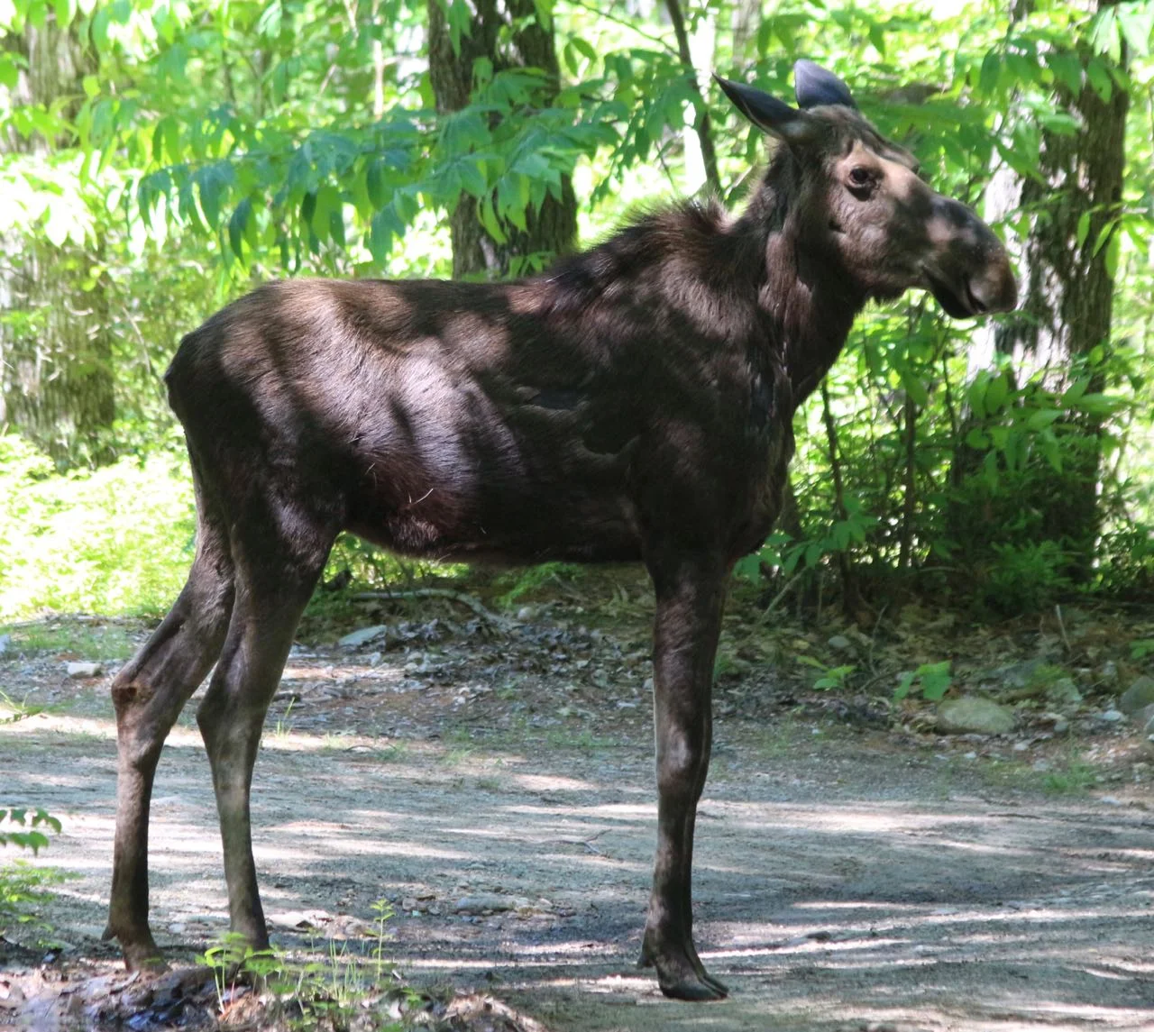 Alison's Moose.jpg