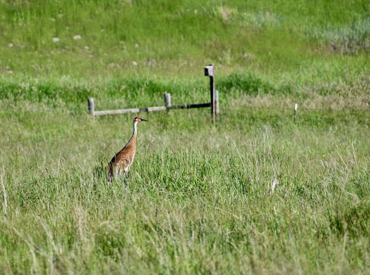 CRane.jpg