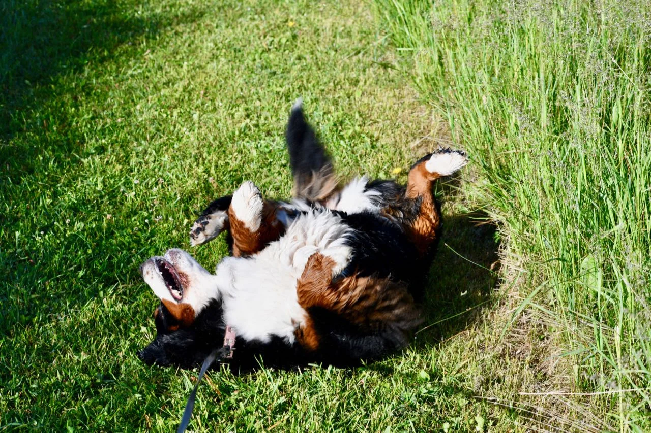 Sparkle having a rolling good time.
