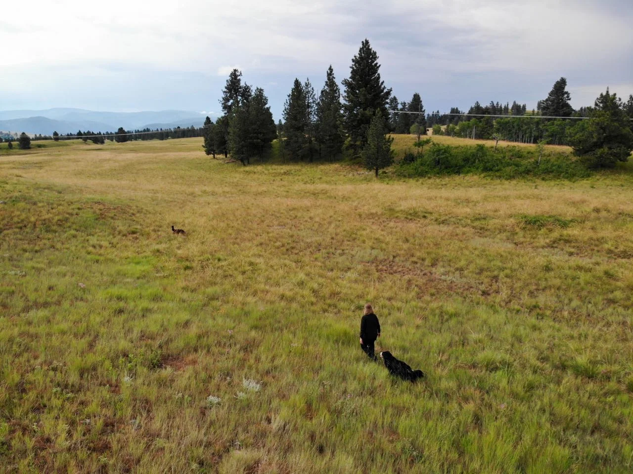 Can you see both dogs? Claire and Harper.