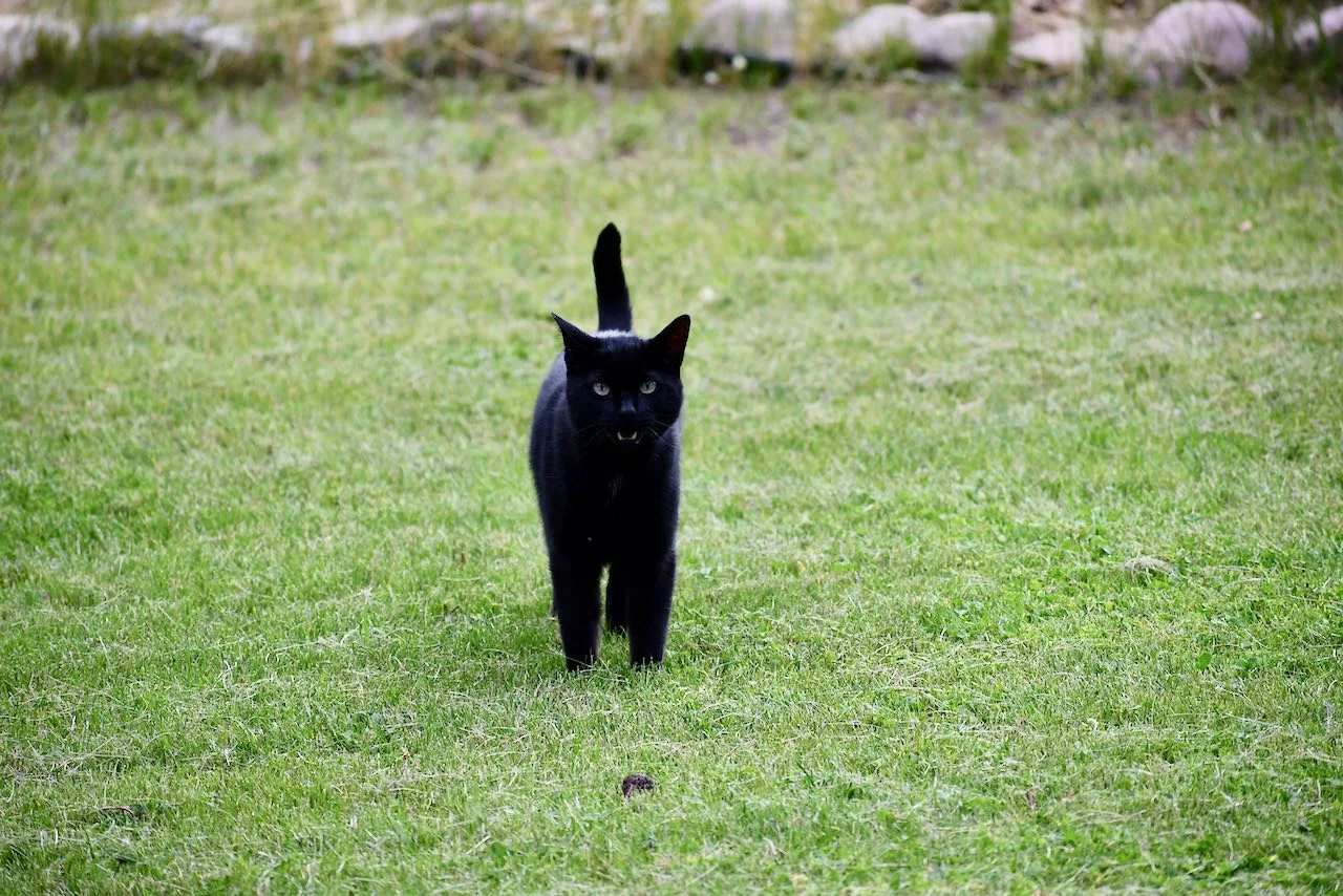 Meow.