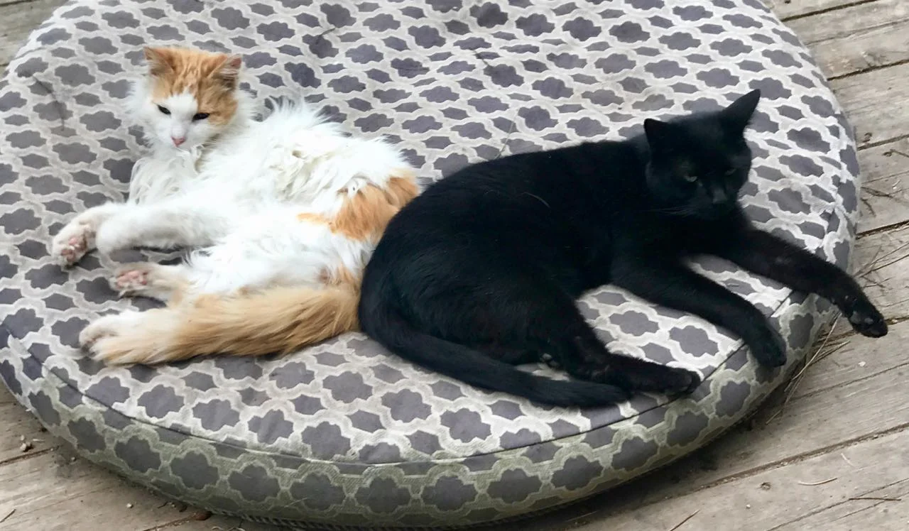 cats in naps.jpg