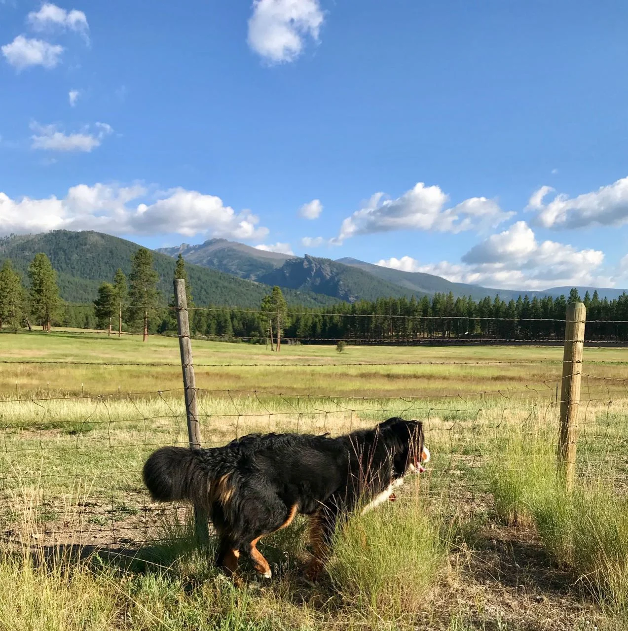 Daisy July 2019.jpg
