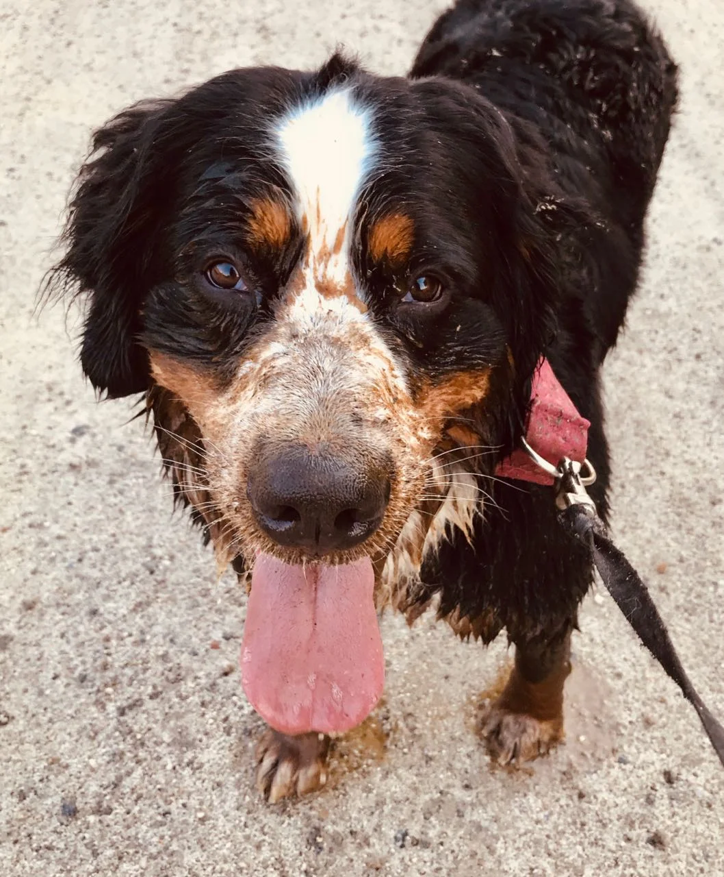 Muddy Claire.jpg