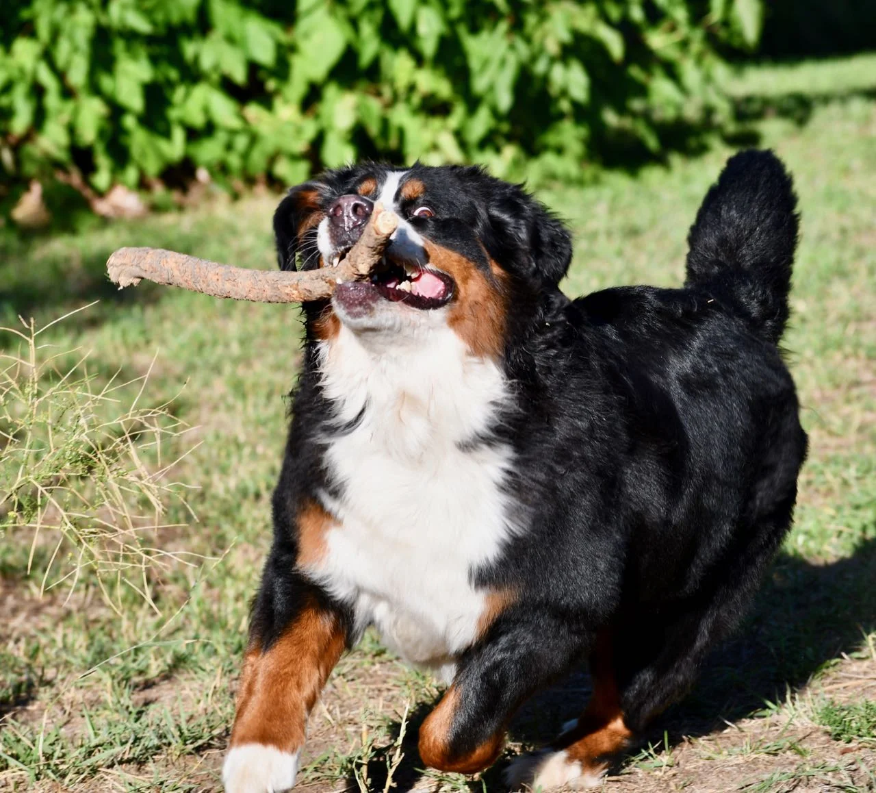 Sparkle with stick Aug 2019.jpg