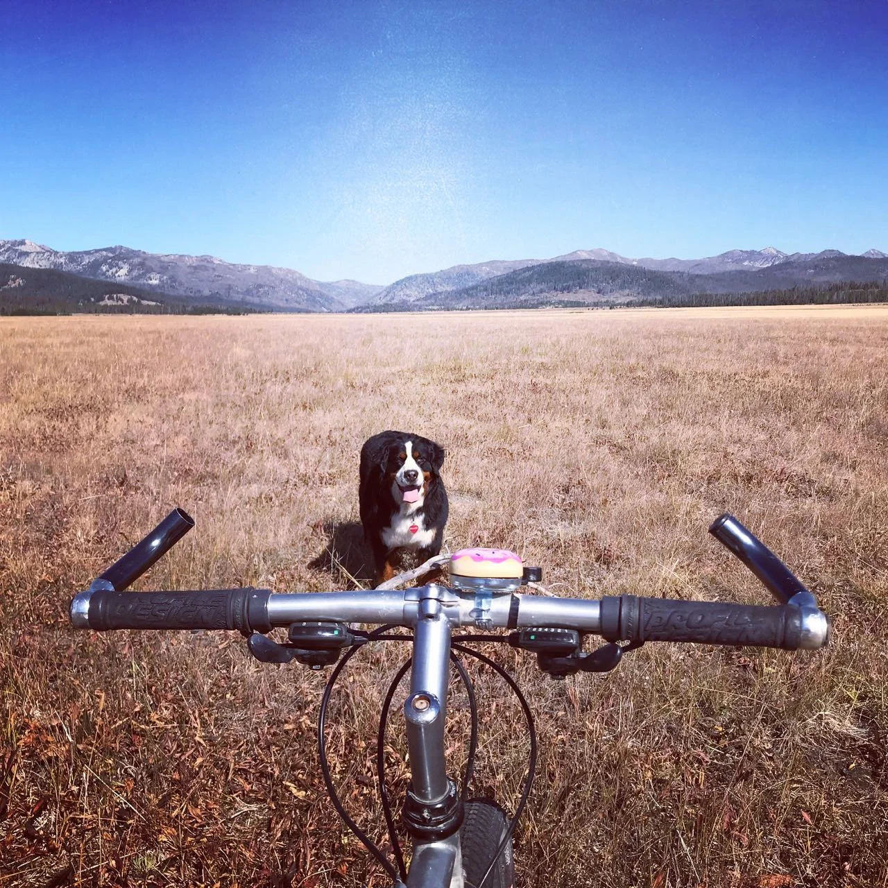 Bike and dog Stan;ey.jpg