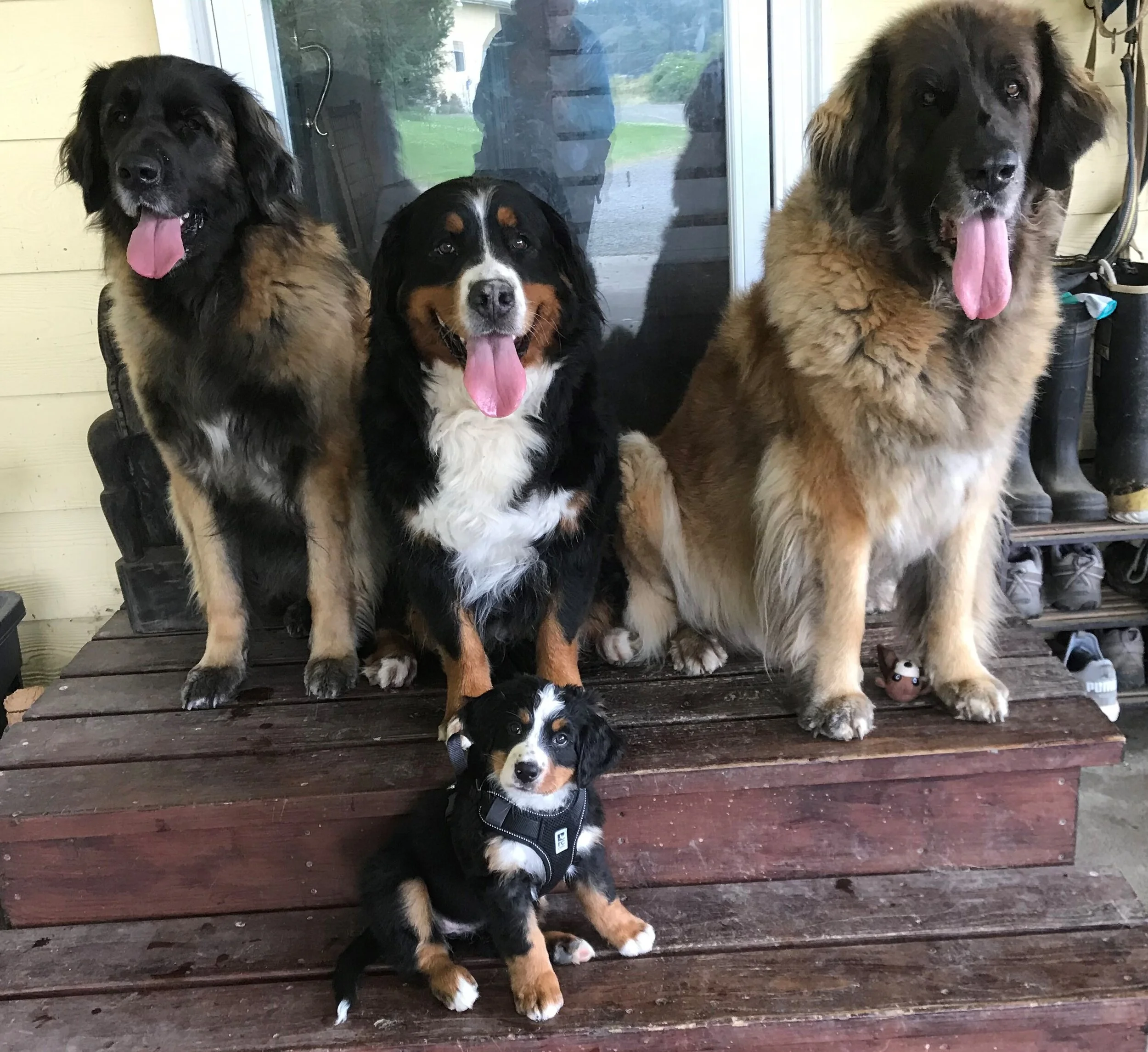 Mountain Dog Baby Leonberger Leonberger Puppy Sitting, Months Old