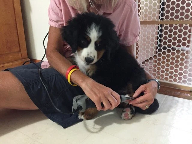 done deal bernese mountain dog