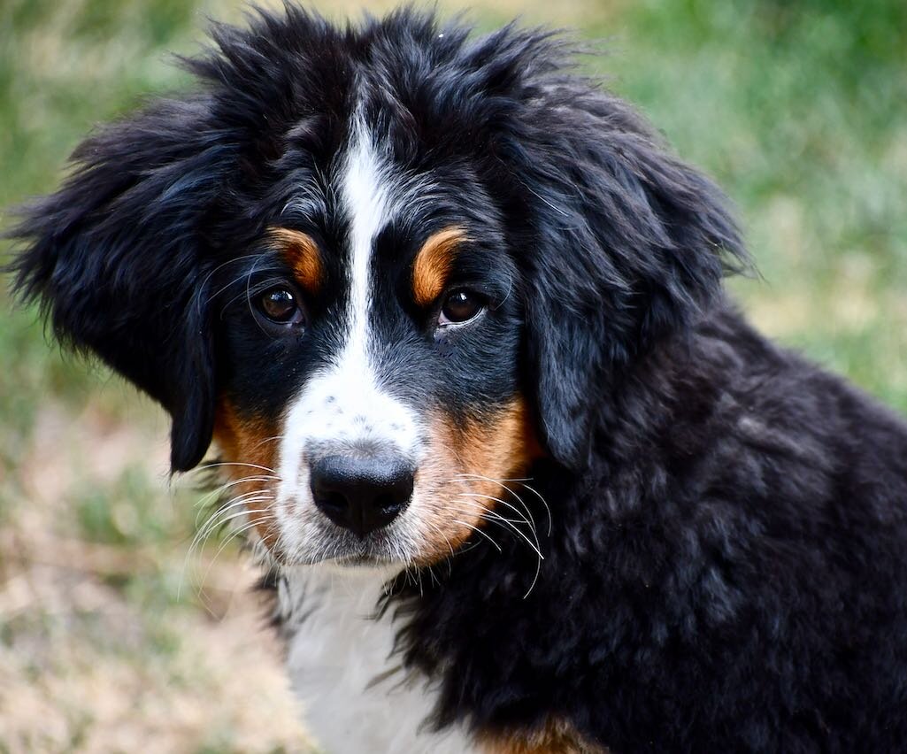 magic mountain bernese