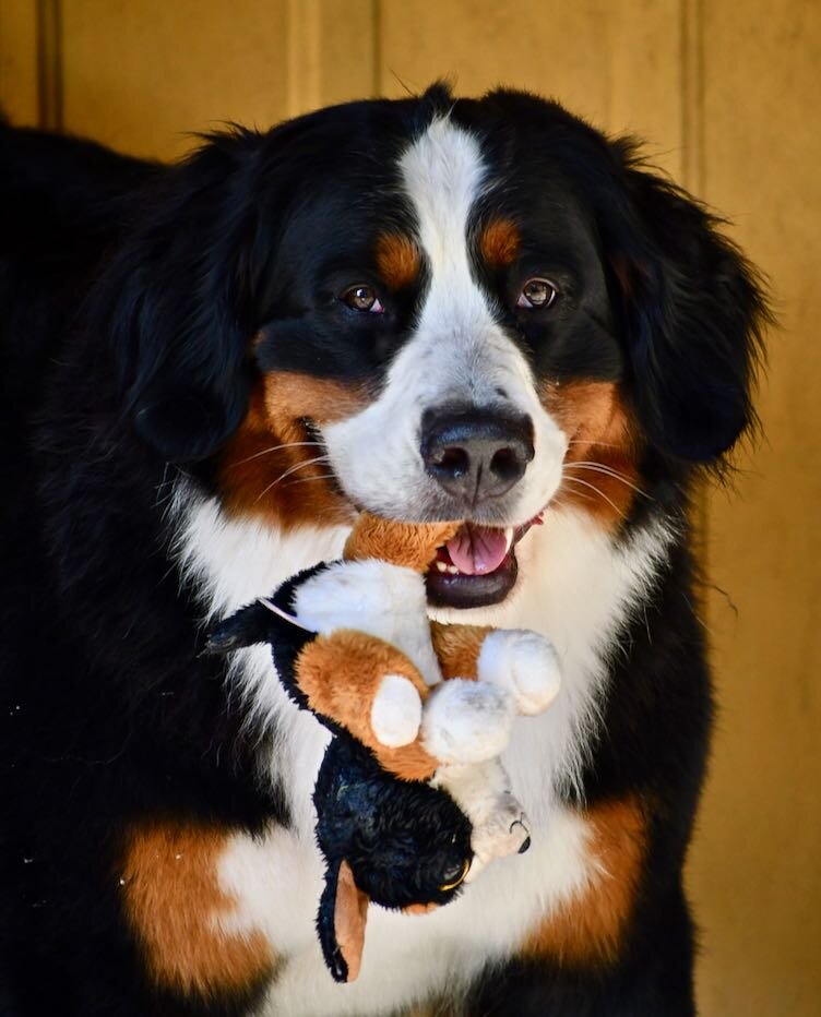 Claire and puppy (stuffed) June 2019.jpg