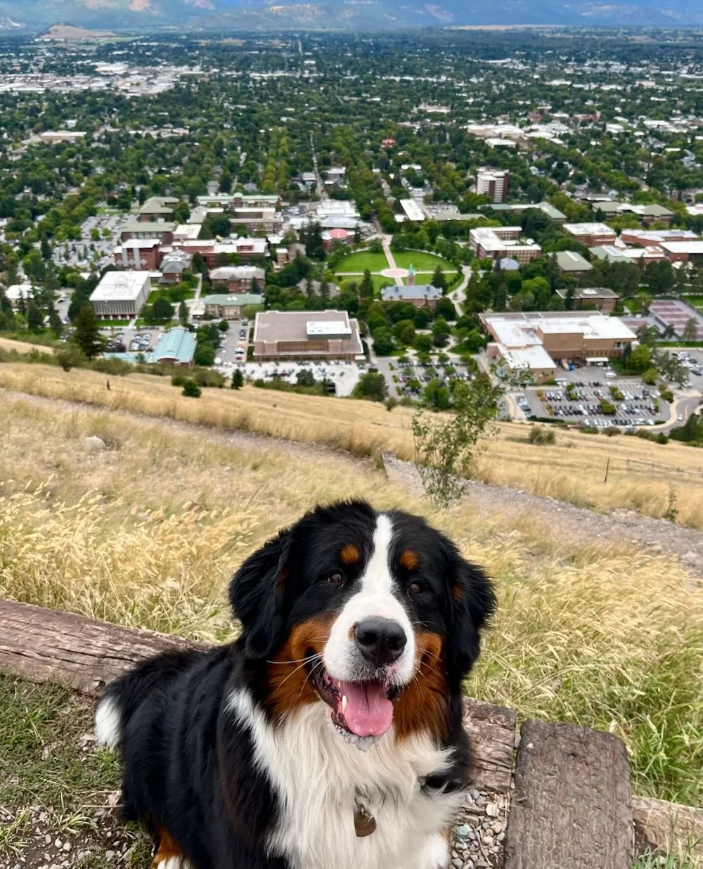 Bernese 2点 Xcalibur Bernese Mountain Dogs