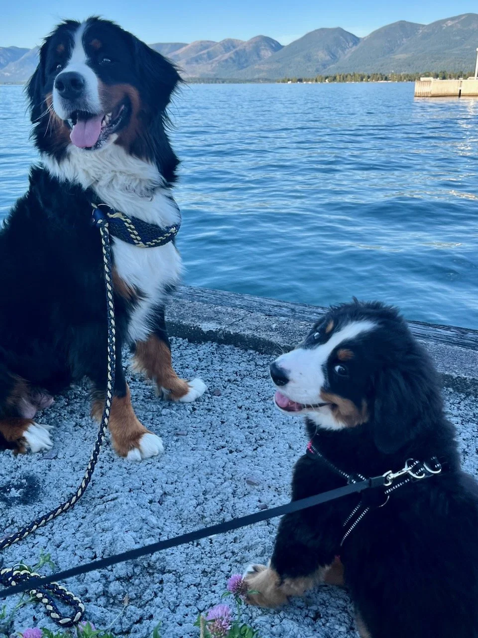 Capella and Starry at Flathead.jpeg