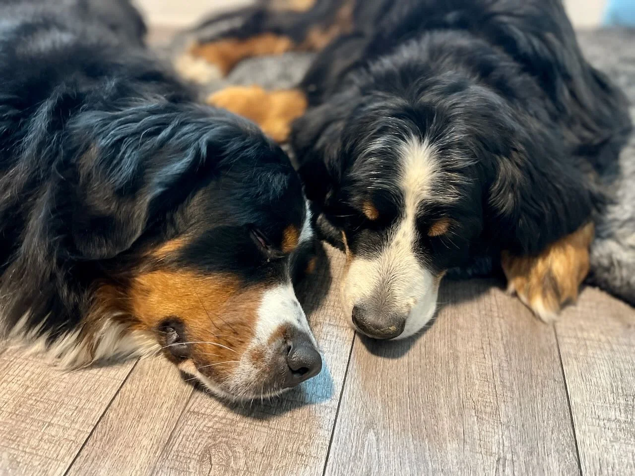 Pozy and Harper.jpeg