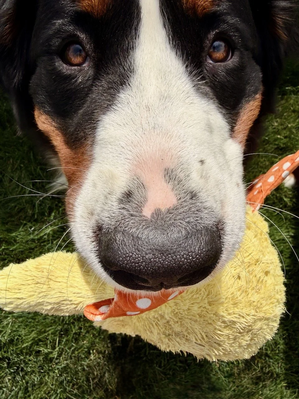Starry with duck.jpeg