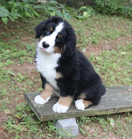 Jasper (1).jpeg