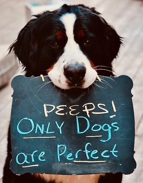 Sparkle Only Dogs are Perfect.jpeg