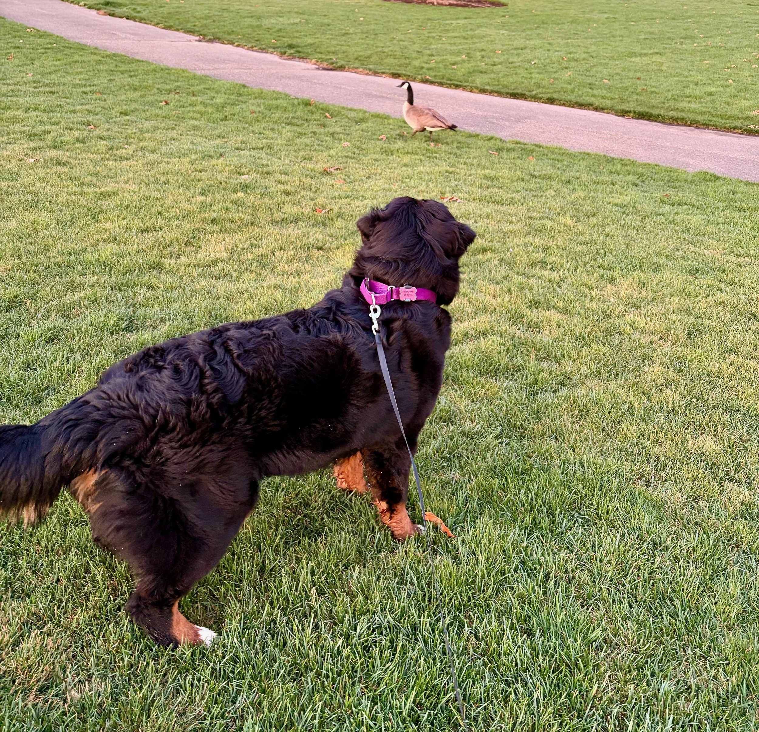 Starry and goose.jpeg