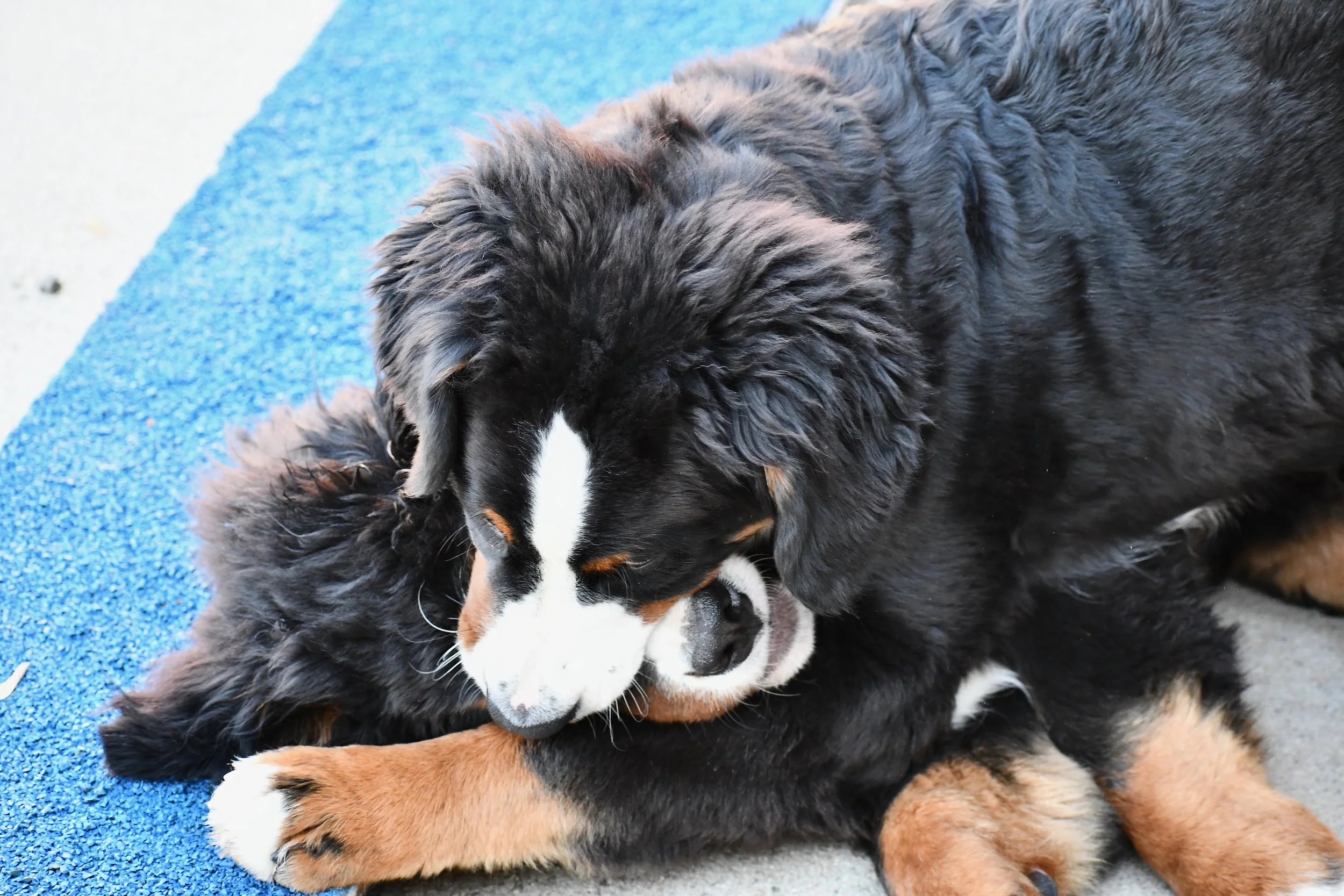 Starry 2025 Nov.jpeg