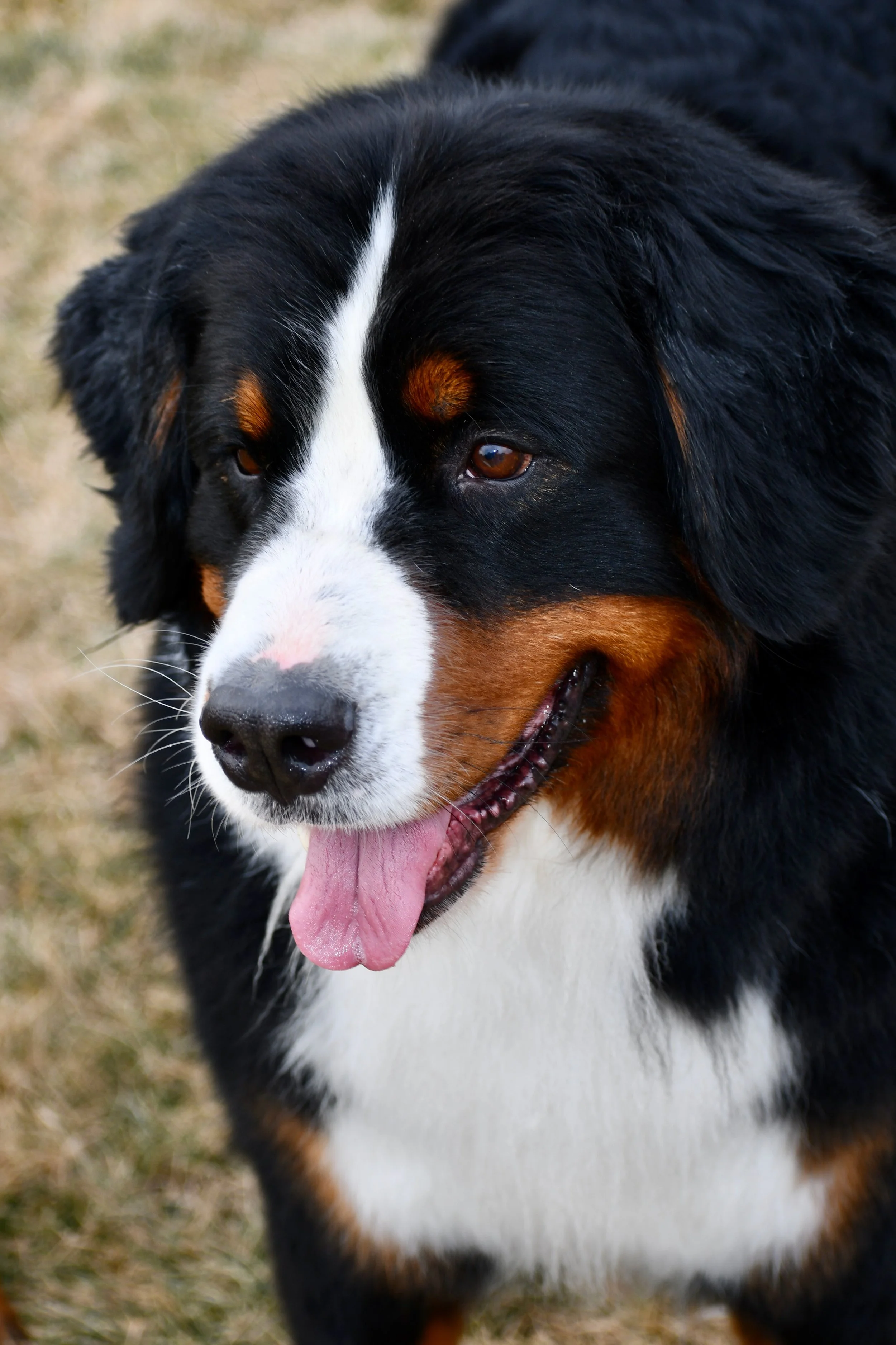 Besian Dog Slow Change — Kaibab Bernese Mountain Dogs